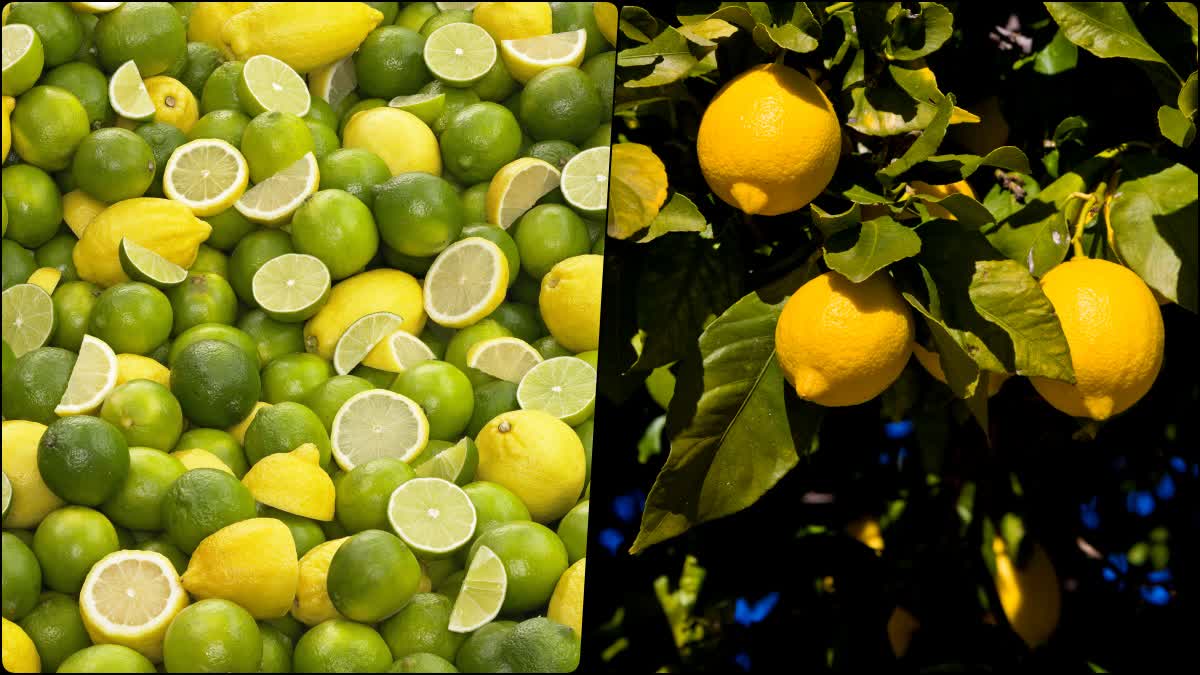 International Plant A Lemon Tree Day