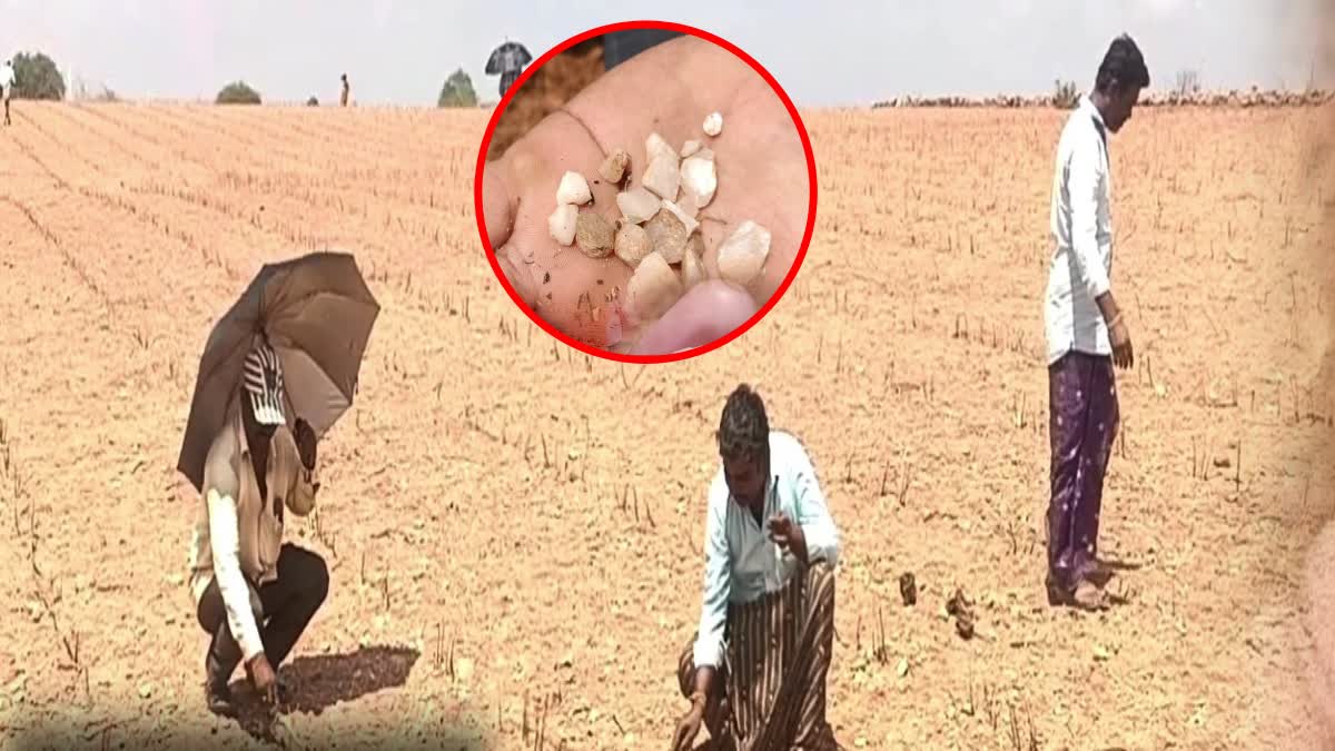 Villagers Hunt For Diamonds in Vajrakarur