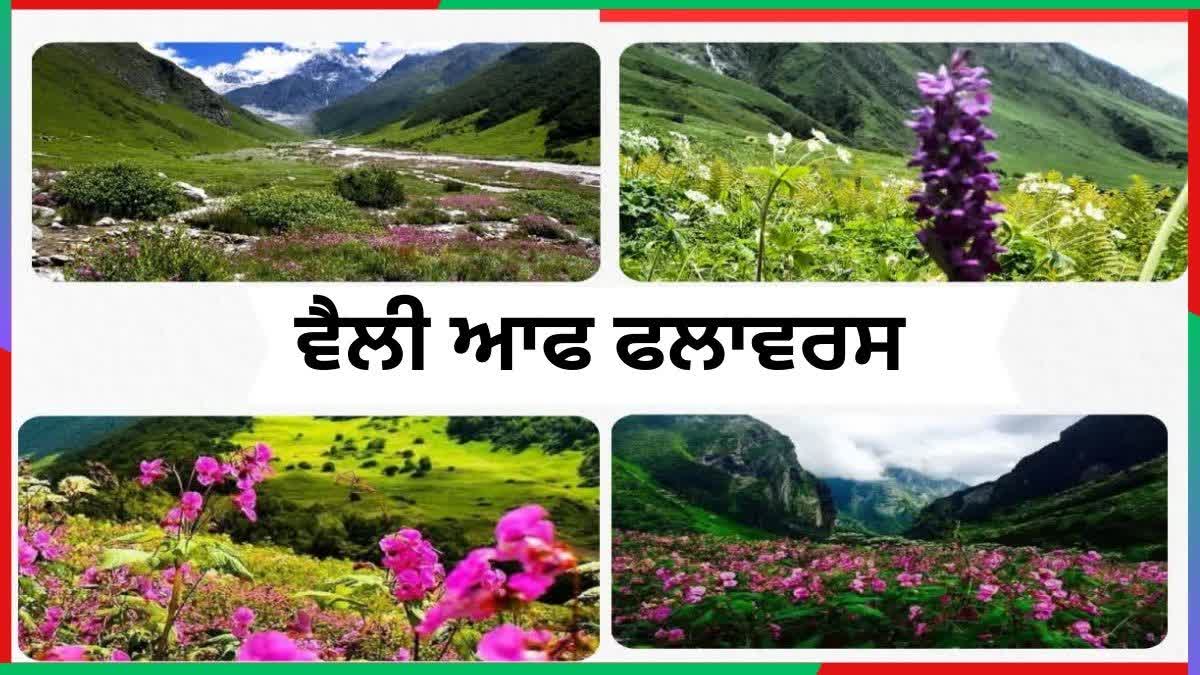 Uttarakhand Chamoli Valley of Flowers