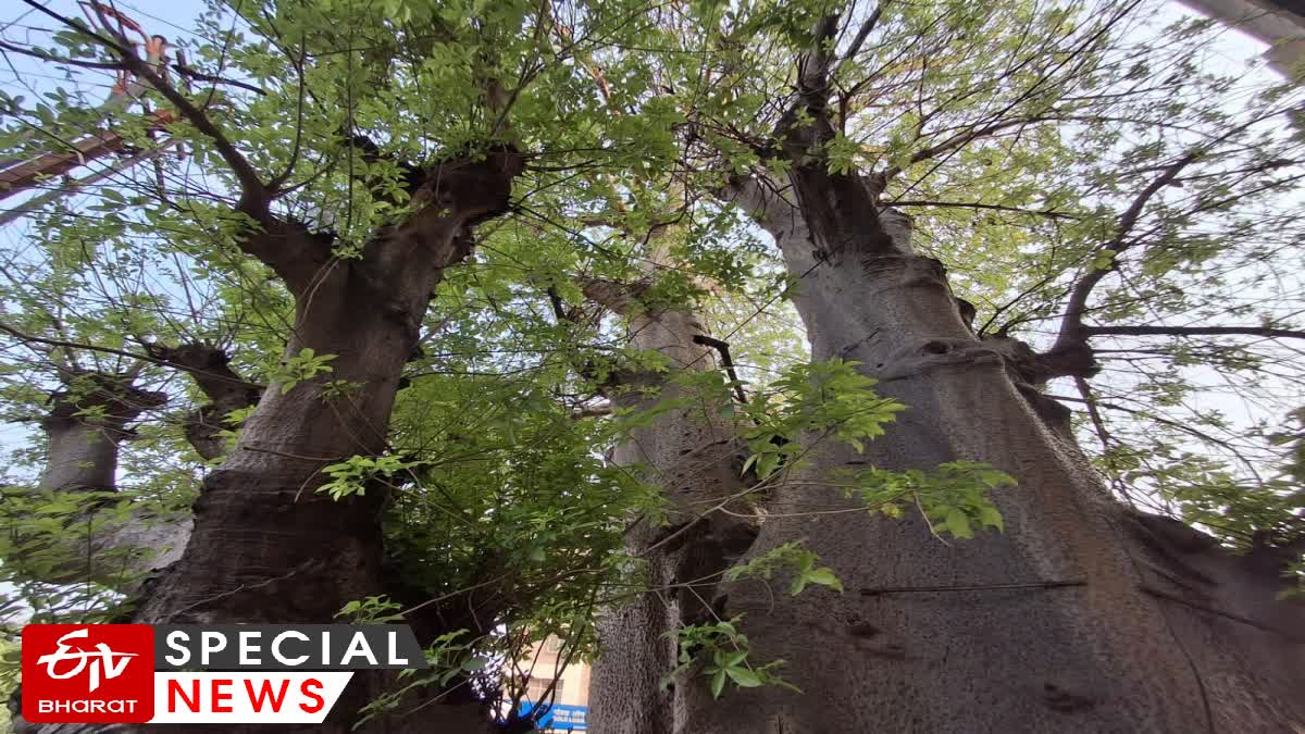 Gorakhchinche Tree