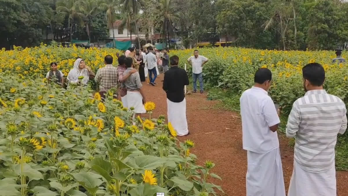 SUNFLOWER SHOW MALAPPURAM CHERUKODE  ചെറുകോട് സൂര്യകാന്തിത്തോട്ടം  സൂര്യകാന്തിത്തോട്ടം മലപ്പുറം  SUNFLOWER SHOW