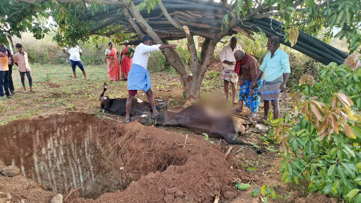 Photo of 2 Cows Death by Lightning Strike in Tirupathur