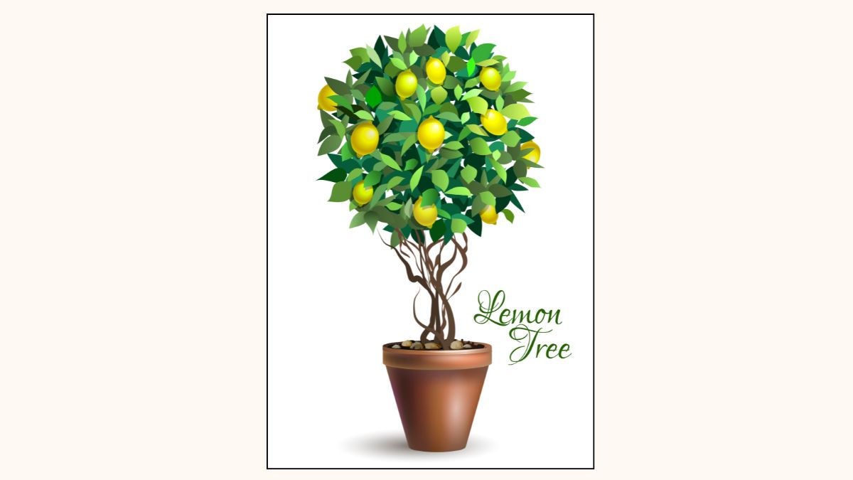 International plant a lemon tree day