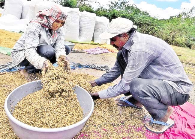 Crops Damaged Due to Untimely Rains