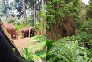 WILD ELEPHANT  WILD ELEPHANT HERD IN BISON VALLEY  ഇടുക്കി  FARMERS PROBLEM