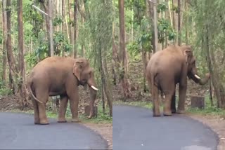 ATHIRAPPILLY  ELEPHANT ATTACK  കാട്ടുകൊമ്പൻ വാഹനങ്ങൾ തടഞ്ഞു  WILD ELEPHANT STOPPED VEHICLES