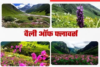 Uttarakhand valley of flowers