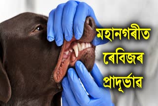 rabies-cases-are-increasing-in-guwahati