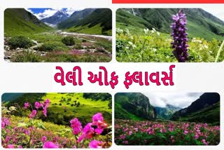 વિશ્વ પ્રસિદ્ધ વેલી ઓફ ફ્લાવર્સ