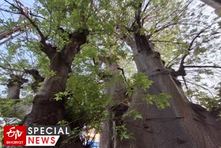 Gorakhchinche Tree