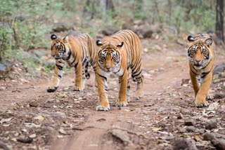 CUB IN HAWA MAHAL CAMP KHATOLI ZONE