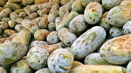 WAX GOURD AGRICULTURE  FARMING IN KASARAGOD  WAX GOURD FARMING IN KASARAGOD  നാടൻ കുമ്പളം കൃഷി