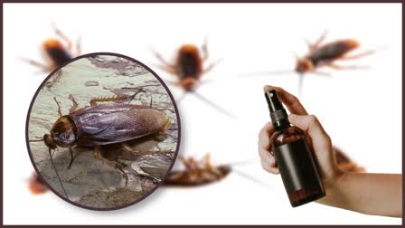 TIPS TO AVOID COCKROACHES AT HOME  COCKROACHES  HOW TO AVOID COCKROACHES  പാറ്റകളെ അകറ്റാനുള്ള വഴികള്‍