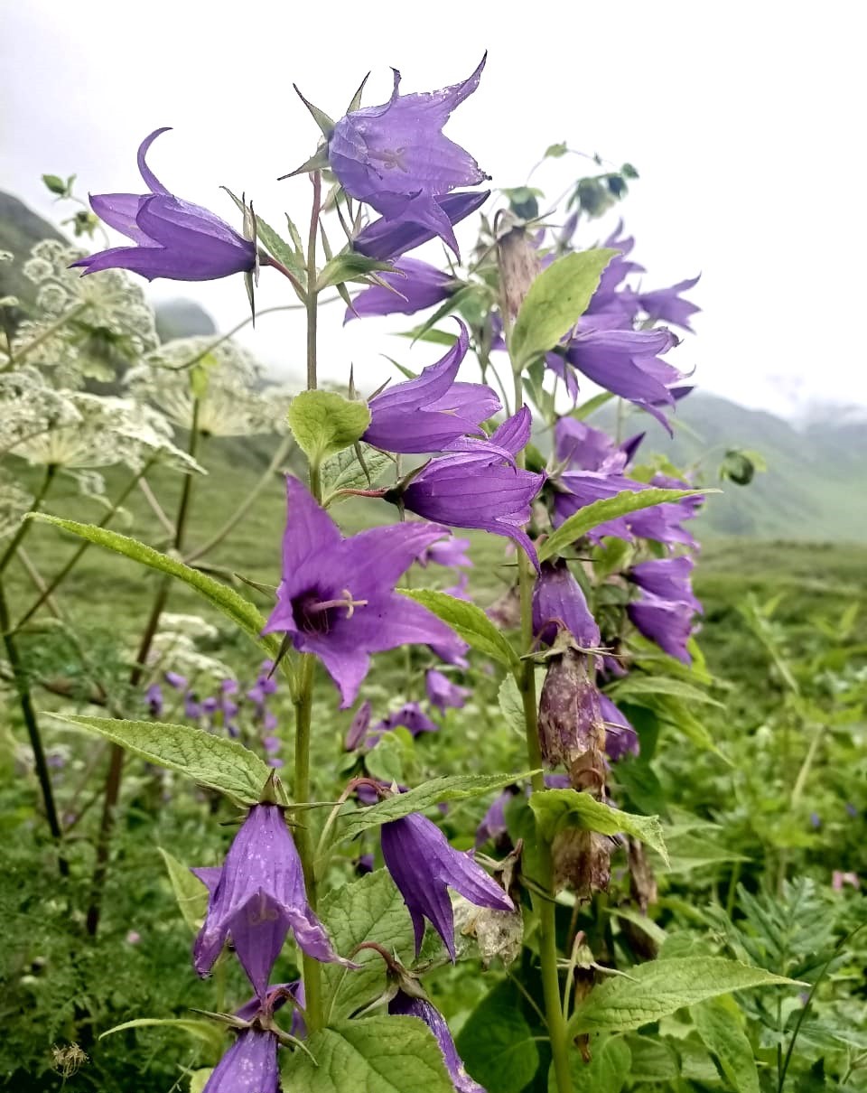 Chamoli Valley of Flowers