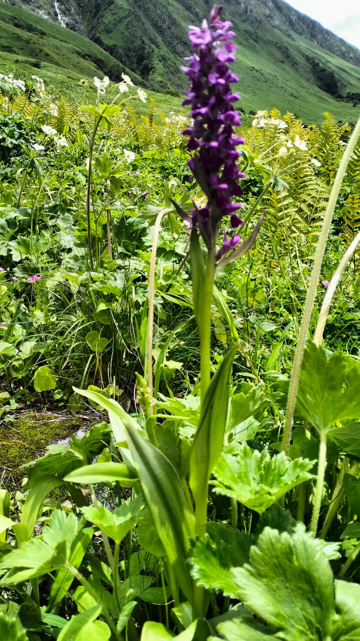 Chamoli Valley of Flowers