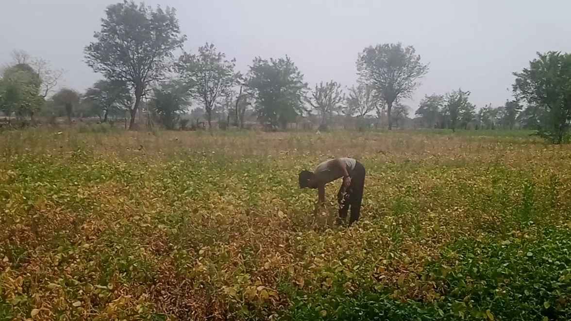 sagar cultivation millionaire farmer