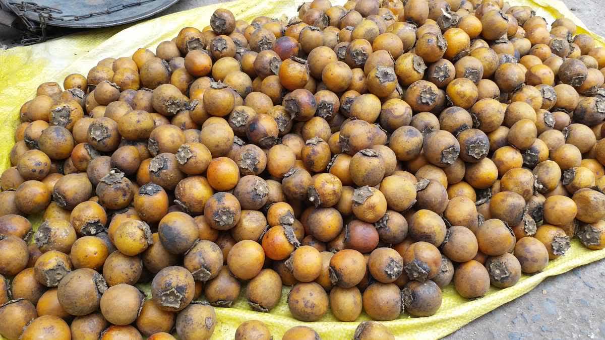 Tendu Patta Fruit and Tree