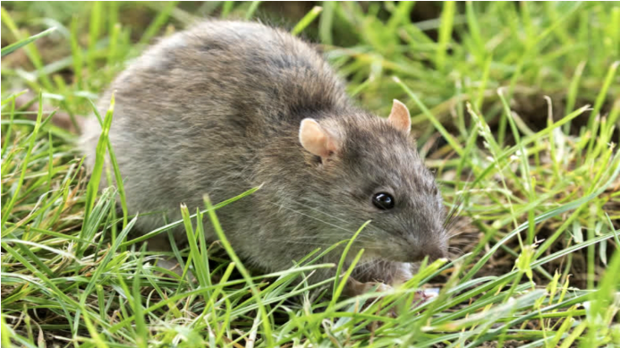 RAT BITES PATIENT FINGER