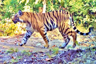 Hunters Killed Tiger with Electric Shock