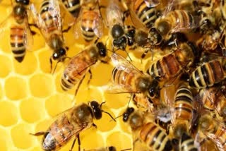 BEE ATTACK IN RAMNAGAR
