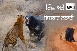 BEAR AND TIGER FIGHT