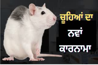 RAT BITES PATIENT FINGER