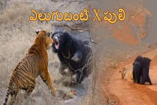 Bear Tiger Fight Viral