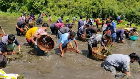 A Unique Fishing-cum-cleanliness Festival In Jammu Kashmir Spring Creates Ripples