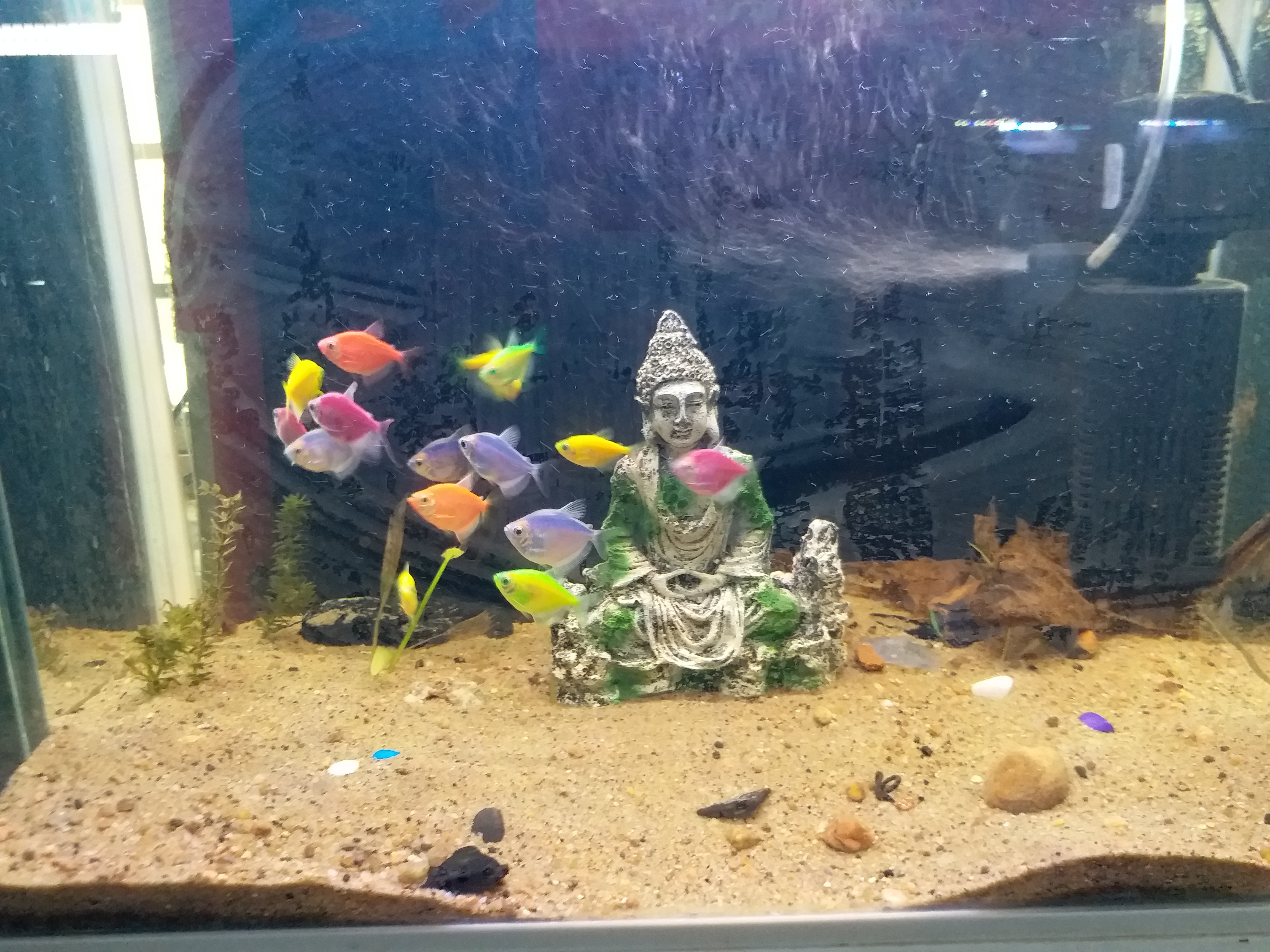 FISHES MARKET GROWING