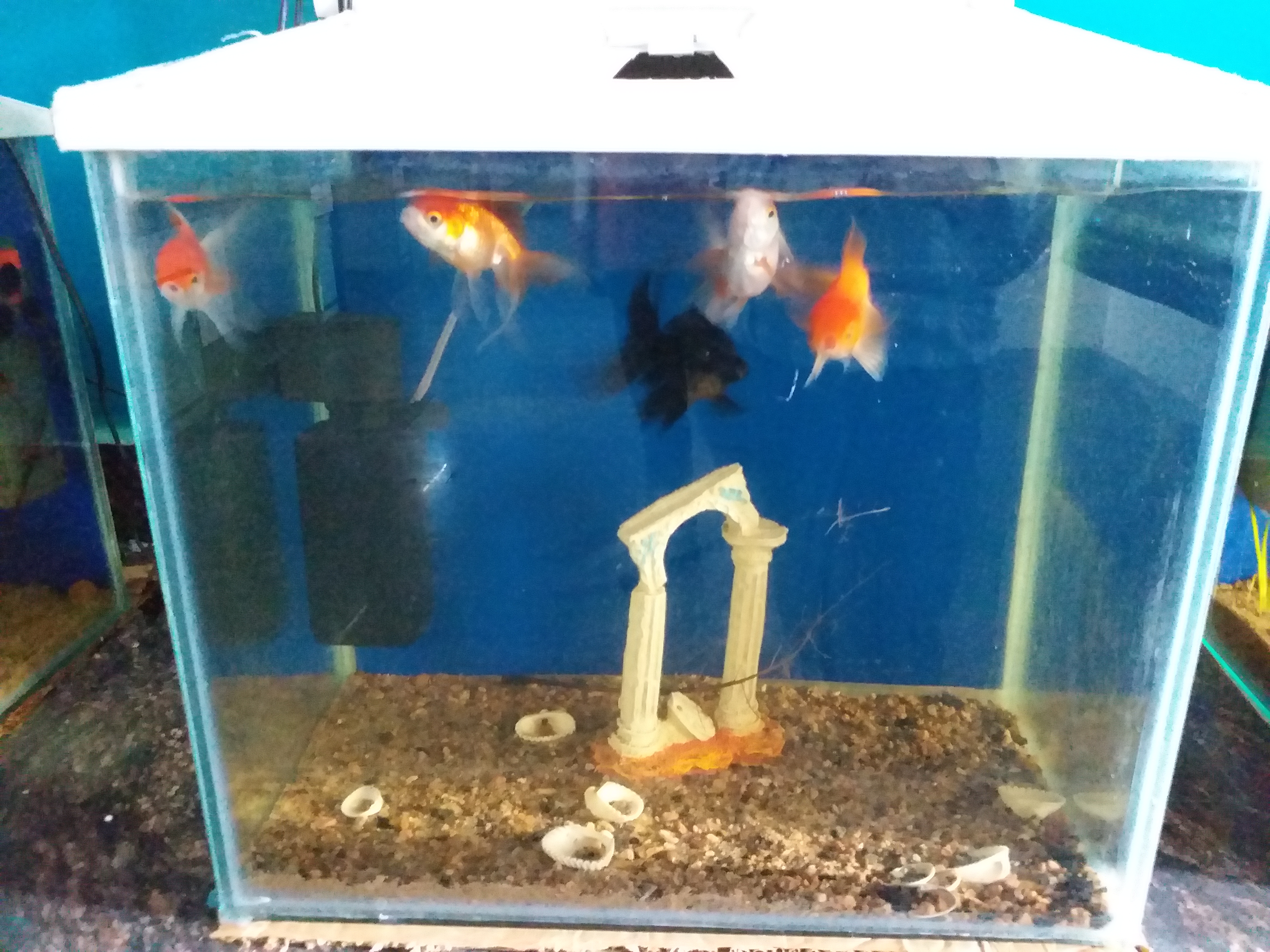 RESEARCH ON DIFFERENT FISHES