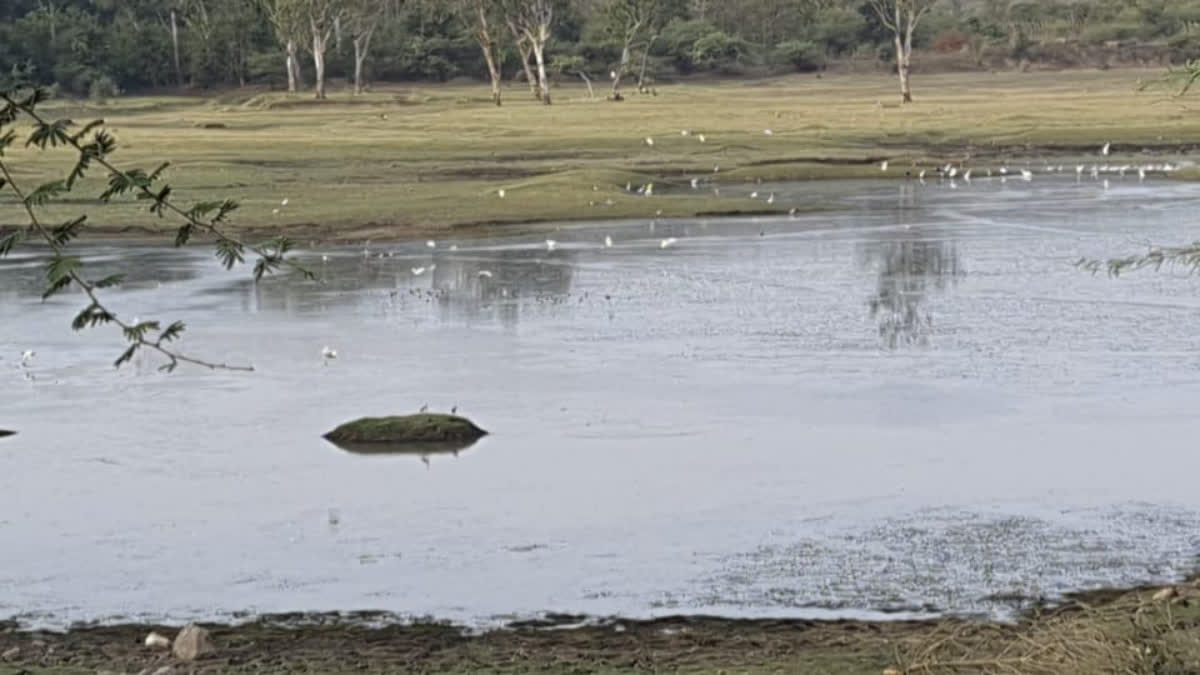 Birds Weaving Season Delay