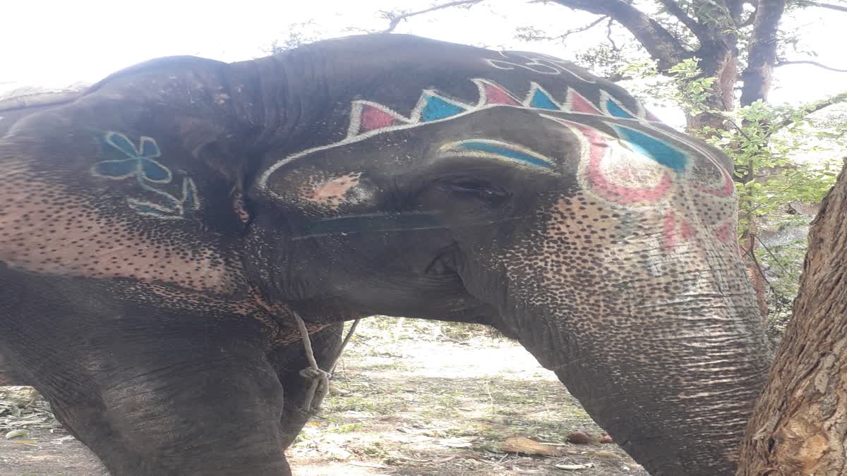 chhatarpur female elephant chanchal died