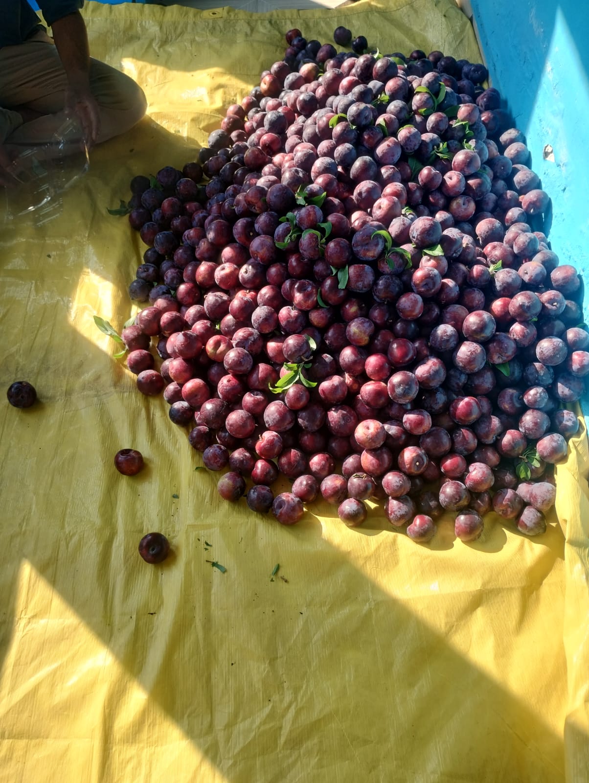 Plum Cultivation