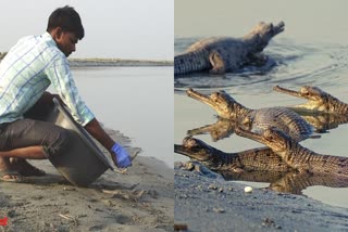125-gharial-babies-safely-released-into-gandak-river-in-bihar-bagaha