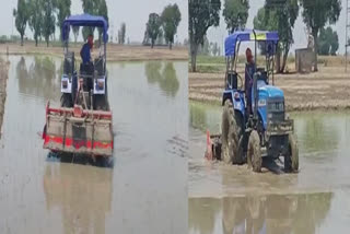 Kapurthala News: The Agriculture Department has taken action against the farmers who planted paddy early