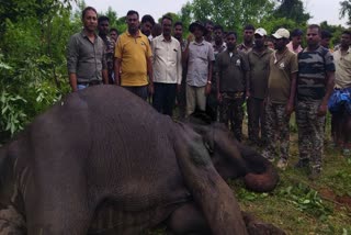 Bandipur Forest