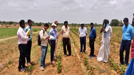 Agricultural experts inspect cotton crop