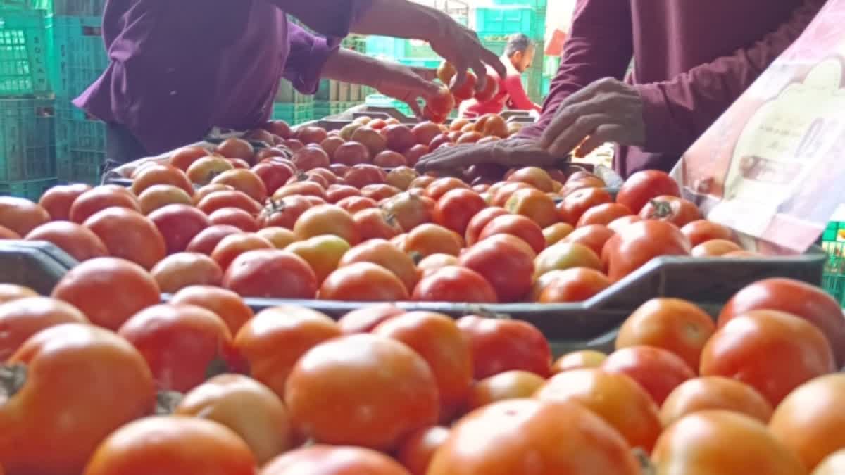 TOMATO PRICES RISE