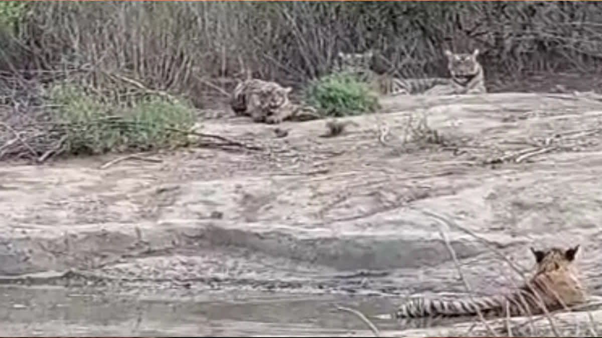 3 cubs seen in sariska