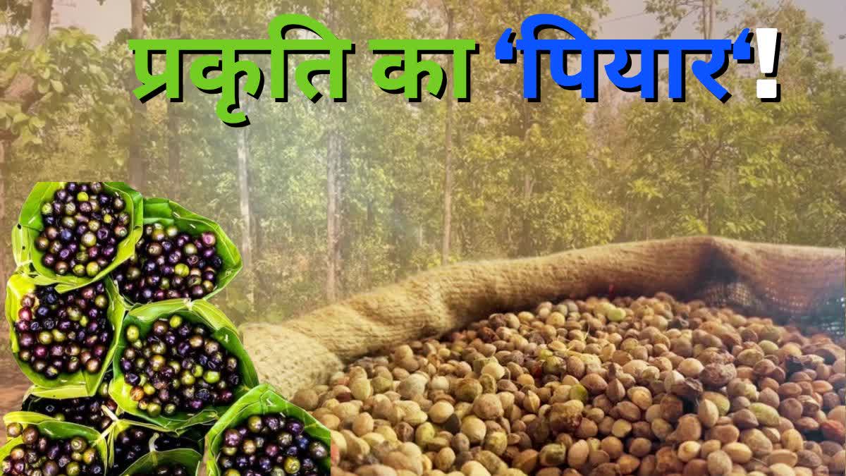 Villagers earning income from Piyar fruit found in forests of Latehar