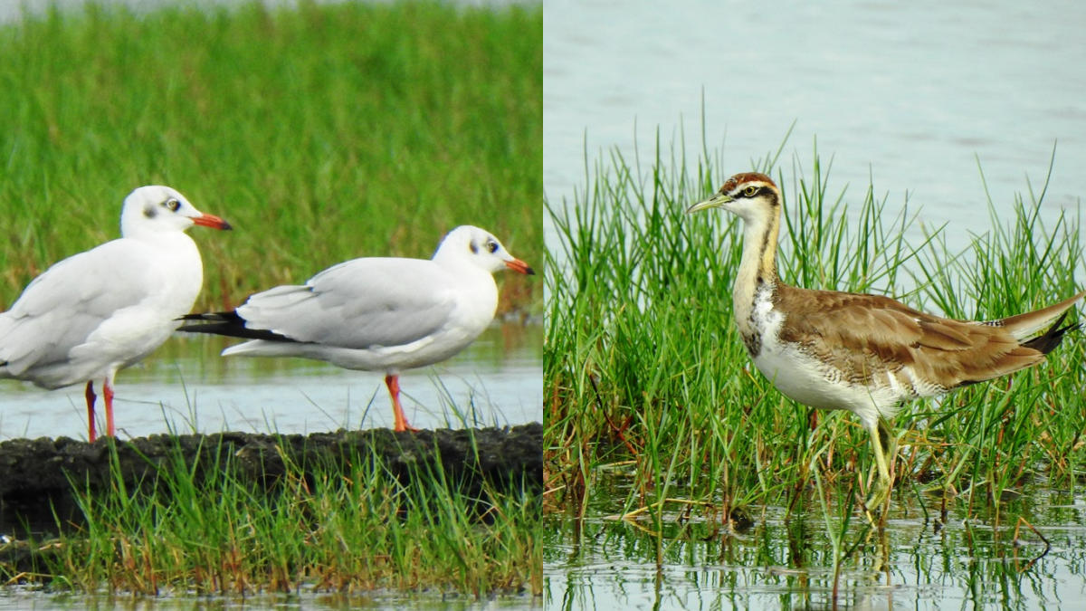 ദേശാടന പക്ഷികളുടെ കണക്കെടുപ്പ്  MIGRATORY BIRDS IN TRIVANDRUM  CONSERVATION OF WETLANDS  WORLD WIDE FUND FOR NATURE