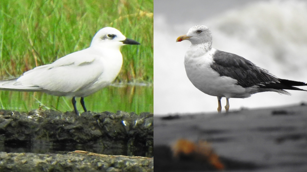 ദേശാടന പക്ഷികളുടെ കണക്കെടുപ്പ്  MIGRATORY BIRDS IN TRIVANDRUM  CONSERVATION OF WETLANDS  WORLD WIDE FUND FOR NATURE