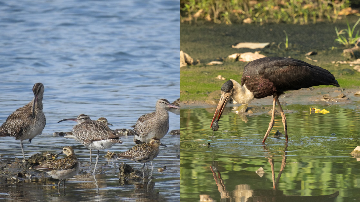 ദേശാടന പക്ഷികളുടെ കണക്കെടുപ്പ്  MIGRATORY BIRDS IN TRIVANDRUM  CONSERVATION OF WETLANDS  WORLD WIDE FUND FOR NATURE