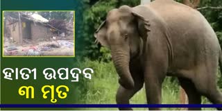 Elephant attack in Bargarh