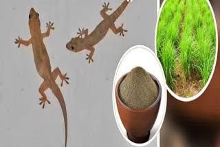 atural Ways To Get Rid of Lizards  How to Get Rid of Lizards Naturally