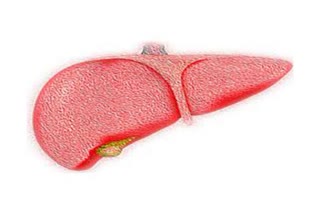 Fatty Liver Disease