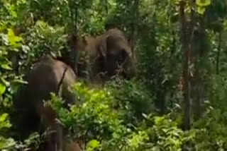 herd of 22 elephants reached the border area of ​​​​Lohardaga Ranchi