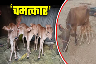 COW GAVE BIRTH 3 CALVES IN SEONI