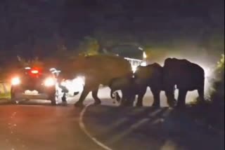 പാലക്കാട് ആന ആക്രമണം  ആനക്കൂട്ടം കാറ് തകർത്തു  ELEPHANTS BLOCKED THE VEHICLE  ELEPHANTS ATTACKED CAR