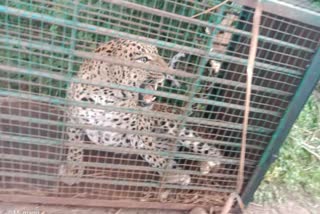 Leopard Capture